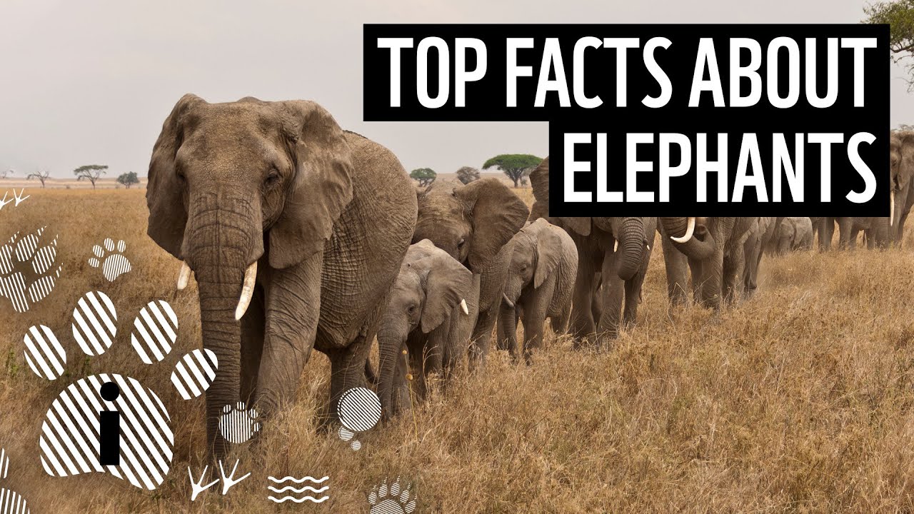 1 10 fascinating facts about elephants