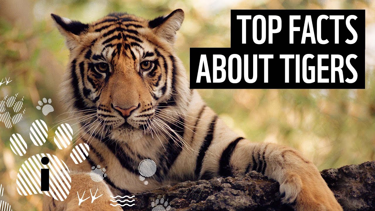10 Fascinating Facts About Tigers The List Directory