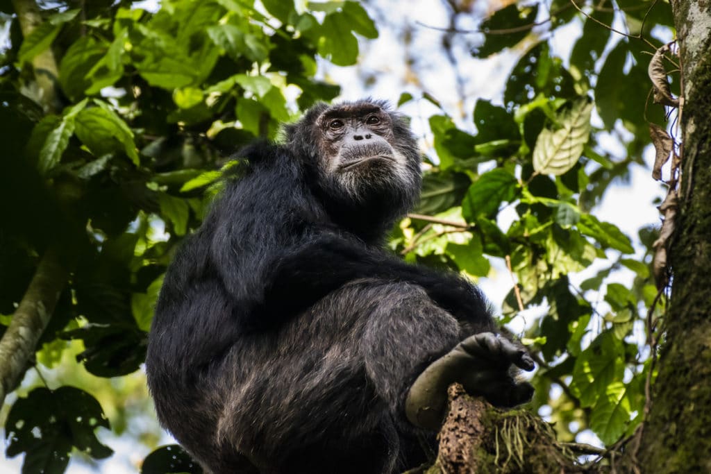 10 interesting facts about chimpanzees