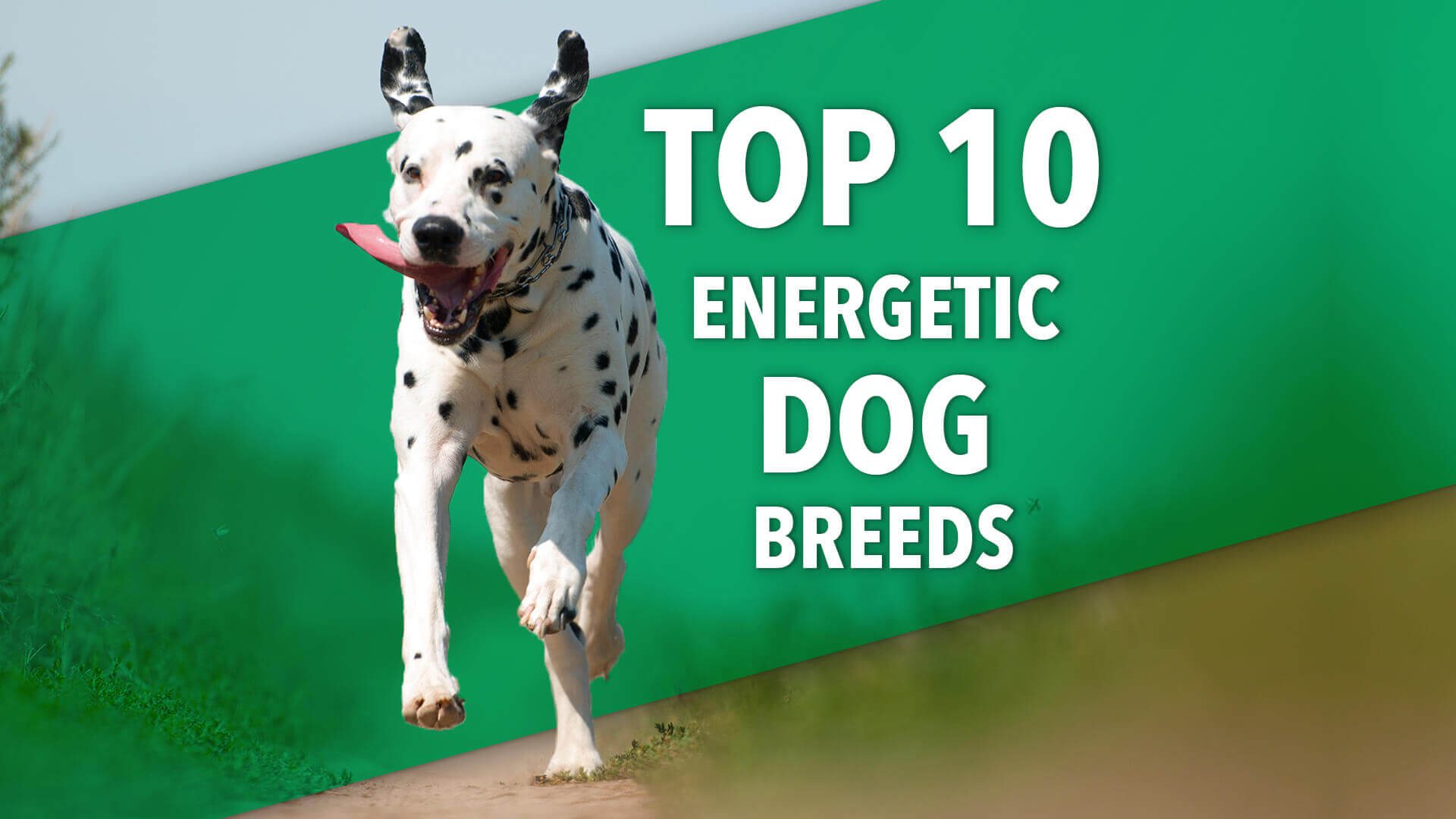 10 most energetic animals on the planet