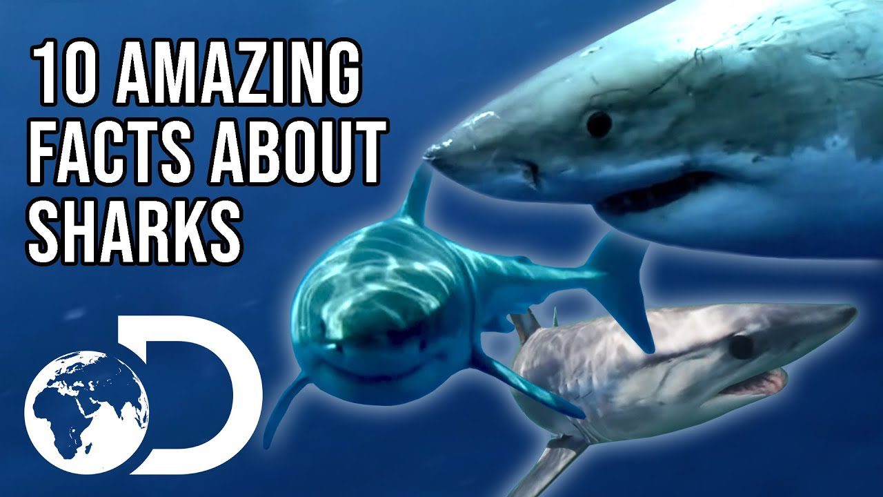 10 surprising things you didnt know about sharks